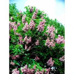'Katherine Havemeyer' Syringa Vul. 'Katherine Havemeyer' (Storblomstrende) Med Klump,- 150-175 Cm. -GrønGlæde Salgsbutik mi2501 syringa vulgaris katherine havemeyer 5101