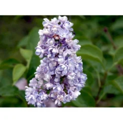 'Katherine Havemeyer' Syringa Vul. 'Katherine Havemeyer' (Storblomstrende) Med Klump,- 150-175 Cm. -GrønGlæde Salgsbutik mi2501 syringa vulgaris katherine havemeyer acfe