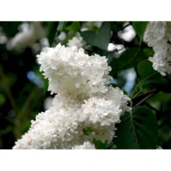 'Mme Lemoine' Syringa Vul, 'Mme. Lemoine' (storblomstrende) Potte 12 Liter,- 80-100 Cm. -GrønGlæde Salgsbutik mi2503 syringa vulgaris mme lemoine 710e
