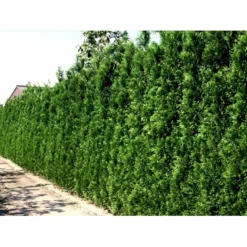 Hækthuja 'Brabant' Thuja Occidentalis 'Brabant' Med Klump,- 175-200 Cm. -GrønGlæde Salgsbutik mi2582 thuja occidentalis brabrant 9c1f