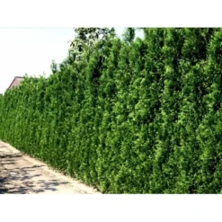 Hækthuja 'Brabant' Thuja Occidentalis 'Brabant' Med Klump, - 80-100 Cm 10 Hækthuja 'Brabant' Thuja Occidentalis 'Brabant' Med Klump, - 80-100 Cm -GrønGlæde Salgsbutik mi2582 thuja occidentalis brabrant 9c1f 5