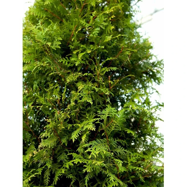 Hækthuja 'Brabant' Thuja Occidentalis 'Brabant' Potte 15 Liter,- 150-175 Cm. 5 Hækthuja 'Brabant' Thuja Occidentalis 'Brabant' Potte 15 Liter,- 150-175 Cm. - Billede 5