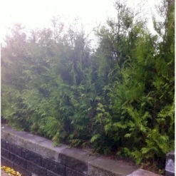 Hækthuja 'Brabant' Thuja Occidentalis 'Brabant' Med Klump,- 150-175 Cm. 13 Hækthuja 'Brabant' Thuja Occidentalis 'Brabant' Med Klump,- 150-175 Cm. -GrønGlæde Salgsbutik mi2582 thuja occidentalis brabrant f86d 1