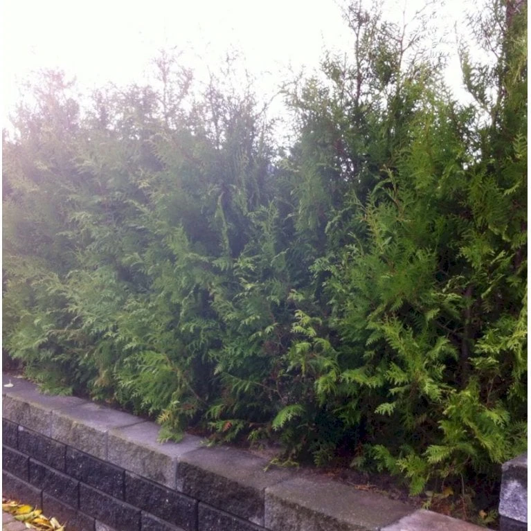Hækthuja 'Brabant' Thuja Occidentalis 'Brabant' Potte 15 Liter,- 150-175 Cm. 7 Hækthuja 'Brabant' Thuja Occidentalis 'Brabant' Potte 15 Liter,- 150-175 Cm. - Billede 7