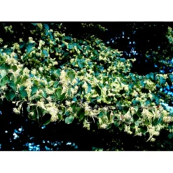 Småbladet Lind 'Greenspire' Tilia Cordata 'Greenspire' Stammehøjde Ca. 220-240cm. + Krone,- Omkreds 20-25 Cm. Med Klump. -GrønGlæde Salgsbutik mi2642 tilia cordata greenspire fb37