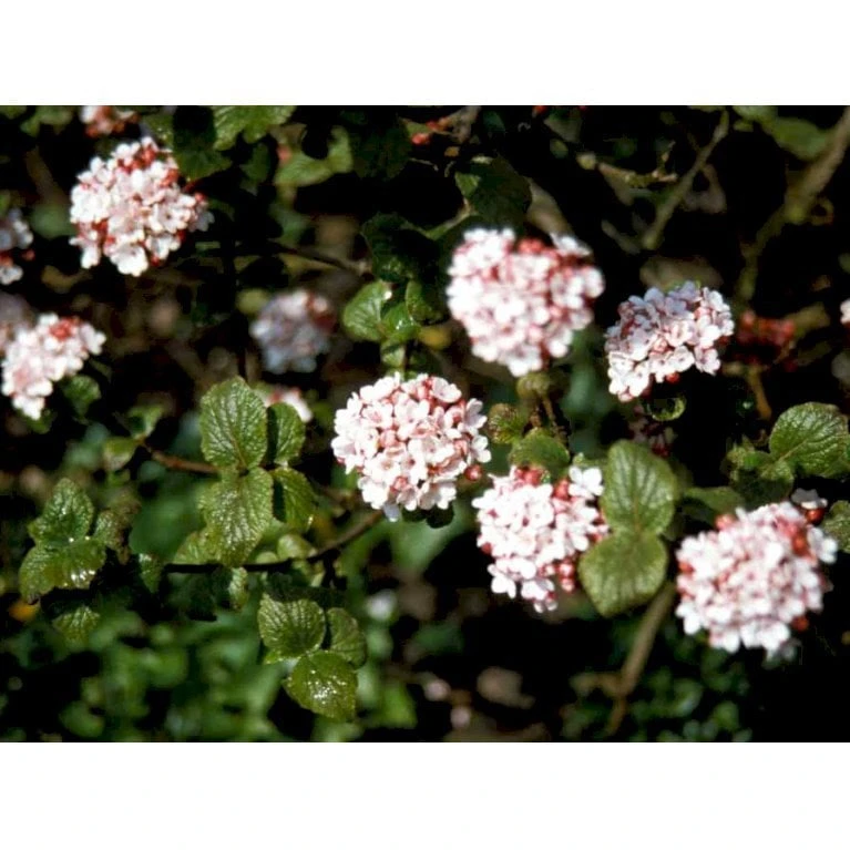 Duft-snebolle 'Aurora' Viburnum Carlesii 'Aurora' Med Klump,- 100-120 Cm. 1 Duft-snebolle 'Aurora' Viburnum Carlesii 'Aurora' Med Klump,- 100-120 Cm.