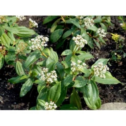 Dværgkvalkved Viburnum Davidii Potte 3,0 Liter,- 25-30 Cm. 7 Dværgkvalkved Viburnum Davidii Potte 3,0 Liter,- 25-30 Cm. -GrønGlæde Salgsbutik mi2719 viburnum davidii 0dc2