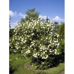 Snebolle Viburnum Opulus 'Roseum' Med Klump,- 125-150 Cm. -GrønGlæde Salgsbutik mi2726 viburnum opulus roseum b072
