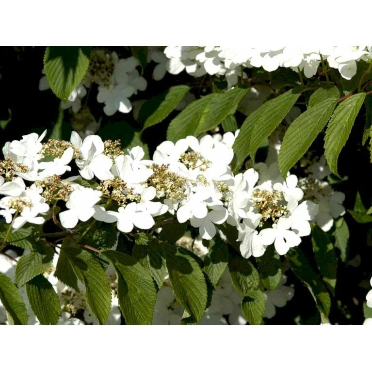 Japansk Etage-Snebolle 'Mariesii' Viburnum Plicatum 'Mariesii' Med Klump,- 100-120 Cm. 5 Japansk Etage-Snebolle 'Mariesii' Viburnum Plicatum 'Mariesii' Med Klump,- 100-120 Cm. - Billede 5