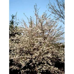 Prydkirsebær 'Hally Jolivette' Prunus Subhirtella 'Hally Jolivette' Opstammet 150 Cm. Med Potte -GrønGlæde Salgsbutik mi2820 prunus subhirtella hally jolivette 598c