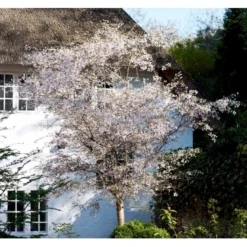 Prydkirsebær 'Hally Jolivette' Prunus Subhirtella 'Hally Jolivette' Opstammet 150 Cm. Med Potte