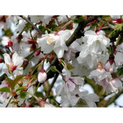Prydkirsebær 'Hally Jolivette' Prunus Subhirtella 'Hally Jolivette' Opstammet 150 Cm. Med Potte -GrønGlæde Salgsbutik mi2820 prunus subhirtella hally jolivette ddc1