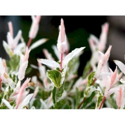 Broget Japansk Pil Salix Integra 'Hakuro Nishiki' Opstammet 60 Cm. Med Potte -GrønGlæde Salgsbutik mi2821 salix integra hakuro nishiki 6639