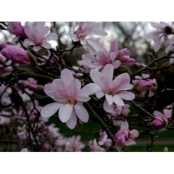 Magnolia 'Leonard Messel' Magnolia X Loebneri 'Leonard Messel' Med Klump,- 150-175 Cm.