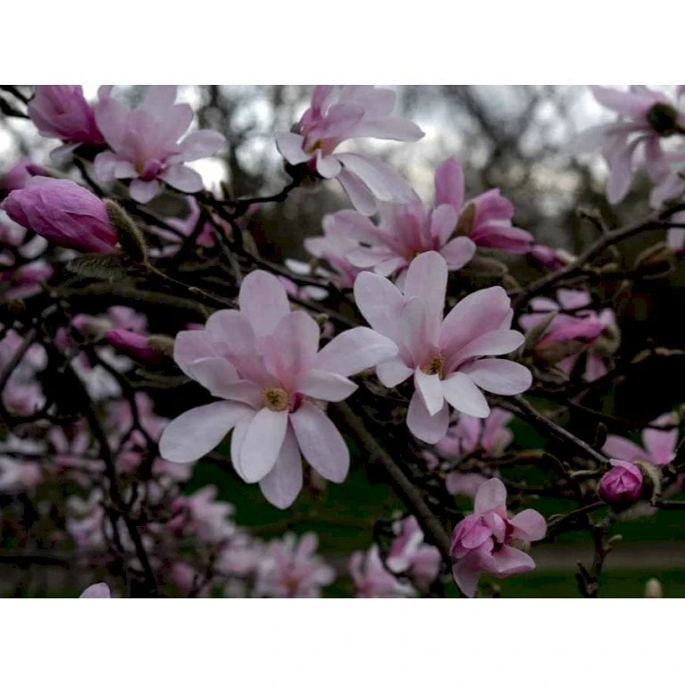 Magnolia 'Leonard Messel' Magnolia X Loebneri 'Leonard Messel' Med Klump,- 150-175 Cm. 1 Magnolia 'Leonard Messel' Magnolia X Loebneri 'Leonard Messel' Med Klump,- 150-175 Cm.