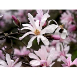 Magnolia 'Leonard Messel' Magnolia X Loebneri 'Leonard Messel' Med Klump,- 150-175 Cm. 9 Magnolia 'Leonard Messel' Magnolia X Loebneri 'Leonard Messel' Med Klump,- 150-175 Cm. -GrønGlæde Salgsbutik mi2826 magnolia x loebneri leonard messel 7205