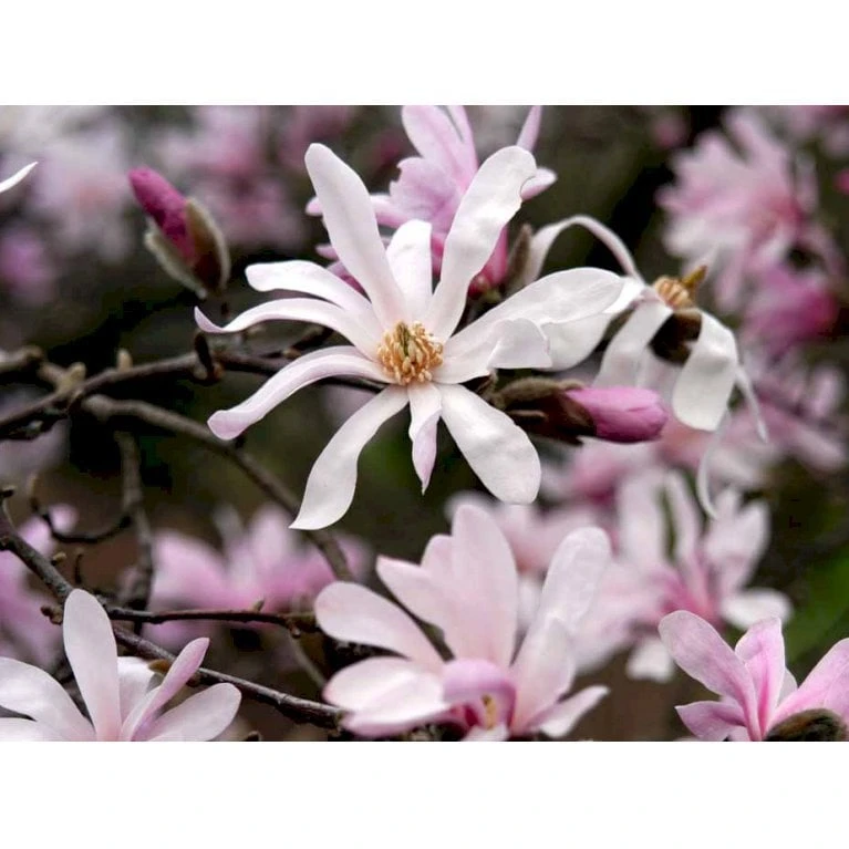 Magnolia 'Leonard Messel' Magnolia X Loebneri 'Leonard Messel' Med Klump,- 150-175 Cm. 4 Magnolia 'Leonard Messel' Magnolia X Loebneri 'Leonard Messel' Med Klump,- 150-175 Cm. - Billede 4