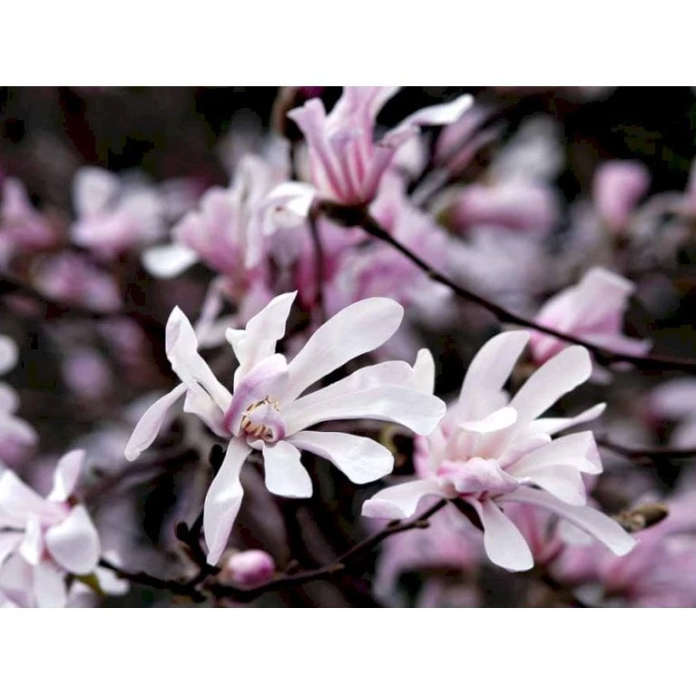 Magnolia 'Leonard Messel' Magnolia X Loebneri 'Leonard Messel' Med Klump,- 150-175 Cm. 3 Magnolia 'Leonard Messel' Magnolia X Loebneri 'Leonard Messel' Med Klump,- 150-175 Cm. - Billede 3