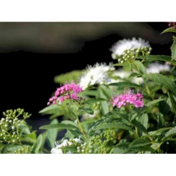 Spiræa 'Shirobana' Spiraea Japonica 'Shirobana' Potte 4,0 Liter,- 30-40 Cm. -GrønGlæde Salgsbutik mi2830 spiraea japonica shirobana af2d