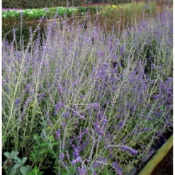 Russisk Salvie 'Blue Spire' Perovskia Atriplicifolia 'Blue Spire' Potte 2 Liter. -GrønGlæde Salgsbutik mi2844 perovskia atriplicifolia blue spire 6898