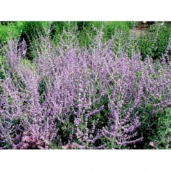 Russisk Salvie 'Blue Spire' Perovskia Atriplicifolia 'Blue Spire' Potte 2 Liter. -GrønGlæde Salgsbutik mi2844 perovskia atriplicifolia blue spire 9827