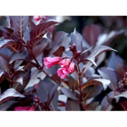 Klokkebusk 'Alexandra' Weigela Florida 'Alexandra' 5 Liter Potte -GrønGlæde Salgsbutik mi2847 weigela florida alexandra 464b