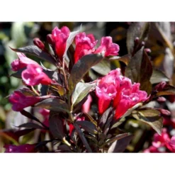 Klokkebusk 'Alexandra' Weigela Florida 'Alexandra' 5 Liter Potte -GrønGlæde Salgsbutik mi2847 weigela florida alexandra 6b1b