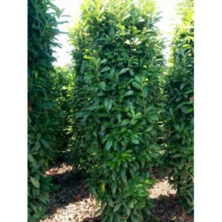 Kirsebærlaurbær 'Genolia' Prunus Laurocerasus 'Genolia' Potte 15 Liter - 100-125 Cm. -GrønGlæde Salgsbutik mi2852 prunus laurocerasus mano 0281 1