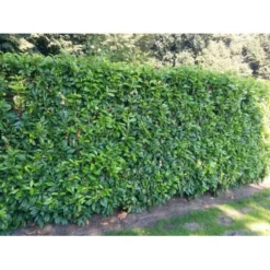 Kirsebærlaurbær 'Genolia' Prunus Laurocerasus 'Genolia' Potte 15 Liter - 100-125 Cm. -GrønGlæde Salgsbutik mi2852 prunus laurocerasus mano 7a16 1
