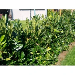 Kirsebærlaurbær 'Genolia' Prunus Laurocerasus 'Genolia' Med Klump,- 100-125 Cm.