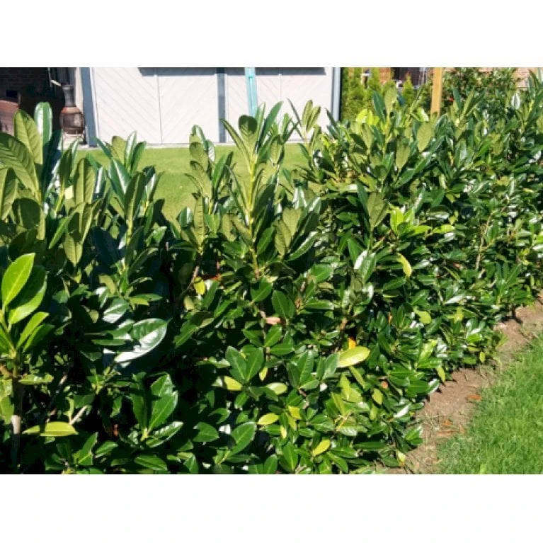 Kirsebærlaurbær 'Genolia' Prunus Laurocerasus 'Genolia' Med Klump,- 125-150 Cm. 1 Kirsebærlaurbær 'Genolia' Prunus Laurocerasus 'Genolia' Med Klump,- 125-150 Cm.