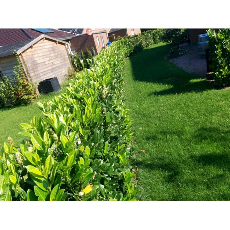 Kirsebærlaurbær 'Genolia' Prunus Laurocerasus 'Genolia' Med Klump,- 175-200 Cm. 4 Kirsebærlaurbær 'Genolia' Prunus Laurocerasus 'Genolia' Med Klump,- 175-200 Cm. - Billede 4