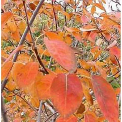 Træagtig Bærmispel 'Robin Hill' Amelanchier Arborea 'Robin Hill' Heister 175-200 Cm. Med Potte -GrønGlæde Salgsbutik mi2868 amelanchier arborea robin hill c277