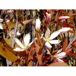 Træagtig Bærmispel 'Robin Hill' Amelanchier Arborea 'Robin Hill' Heister 175-200 Cm. Med Potte -GrønGlæde Salgsbutik mi2868 amelanchier arborea robin hill c831