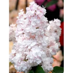 'Beauty Of Moscow' Syringa Vul.'Beauty Of Moscow' (storblomstrende) Med Klump,- 150-175 Cm. -GrønGlæde Salgsbutik mi2879 syringa vulgaris beauty of moscow b556
