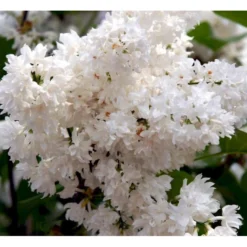 'Beauty Of Moscow' Syringa Vul.'Beauty Of Moscow' (storblomstrende) Med Klump,- 150-175 Cm. -GrønGlæde Salgsbutik mi2879 syringa vulgaris beauty of moscow bf1e