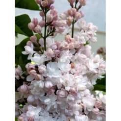 'Beauty Of Moscow' Syringa Vul.'Beauty Of Moscow' (storblomstrende) Med Klump,- 150-175 Cm. -GrønGlæde Salgsbutik mi2879 syringa vulgaris beauty of moscow e3be