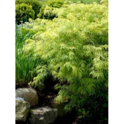 Japansk Dværgahorn Acer Palmatum Dissectum Potte 10 Liter 40-50 Cm. -GrønGlæde Salgsbutik mi2889 acer palmatum dissectum 2657