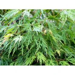 Japansk Dværgahorn Acer Palmatum Dissectum Potte 10 Liter 40-50 Cm. -GrønGlæde Salgsbutik mi2889 acer palmatum dissectum f8df