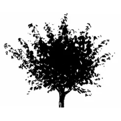 Japansk Ahorn Acer Palmatum Med Klump,- 150-175 Cm. -GrønGlæde Salgsbutik mi2892 acer palmatum 2055