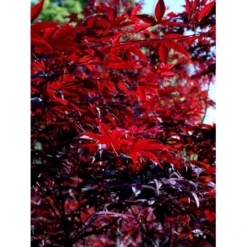 Japansk Ahorn 'Bloodgood' Acer Palmatum 'Bloodgood' Potte 10 Liter,- 60-80 Cm. -GrønGlæde Salgsbutik mi3001 acer palmatum bloodgood 25f2