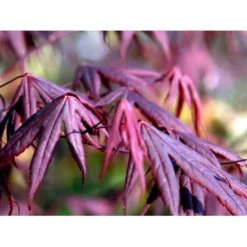 Japansk Ahorn 'Bloodgood' Acer Palmatum 'Bloodgood' Potte 10 Liter,- 60-80 Cm. -GrønGlæde Salgsbutik mi3001 acer palmatum bloodgood 3a3b