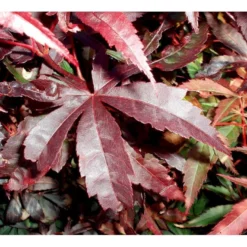 Japansk Ahorn 'Bloodgood' Acer Palmatum 'Bloodgood' Potte 10 Liter,- 60-80 Cm. -GrønGlæde Salgsbutik mi3001 acer palmatum bloodgood df9b