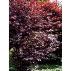 Japansk Ahorn 'Bloodgood' Acer Palmatum 'Bloodgood' Potte 10 Liter,- 60-80 Cm. -GrønGlæde Salgsbutik mi3001 acer palmatum bloodgood f8c0