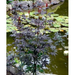 Japansk Ahorn 'Bloodgood' Acer Palmatum 'Bloodgood' Potte 10 Liter,- 60-80 Cm. -GrønGlæde Salgsbutik mi3001 acer palmatum bloodgood ff99