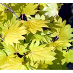Viftebladet Løn Acer Shirasawanum 'Aureum' Potte 4,0 Liter,- 30-40 Cm. -GrønGlæde Salgsbutik mi3002 acer shirasawanum aureum 8d5f