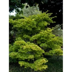 Viftebladet Løn Acer Shirasawanum 'Aureum' Potte 4,0 Liter,- 30-40 Cm. -GrønGlæde Salgsbutik mi3002 acer shirasawanum aureum 9cd3