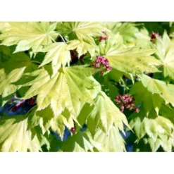 Viftebladet Løn Acer Shirasawanum 'Aureum' Potte 4,0 Liter,- 30-40 Cm. -GrønGlæde Salgsbutik mi3002 acer shirasawanum aureum abbb