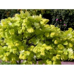 Viftebladet Løn Acer Shirasawanum 'Aureum' Potte 4,0 Liter,- 30-40 Cm. -GrønGlæde Salgsbutik mi3002 acer shirasawanum aureum ee67