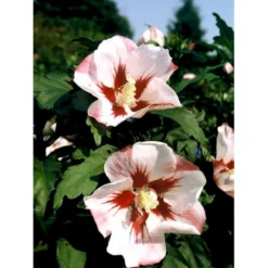 Syrisk Rose 'Hamabo' Hibiscus Syriacus 'Hamabo' Potte 2,0 Liter,- 30-40 Cm. -GrønGlæde Salgsbutik mi3014 hibiscus syriacus hamabo 19a5
